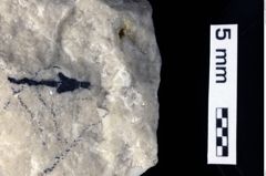 Foto (Detailansicht) von Paguroidea indet. (NHMW-GEO-1990-0041-0229)